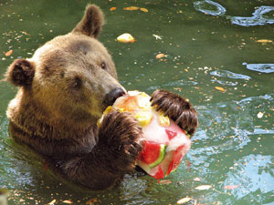 Foto: Divulgação Fundação RioZoo