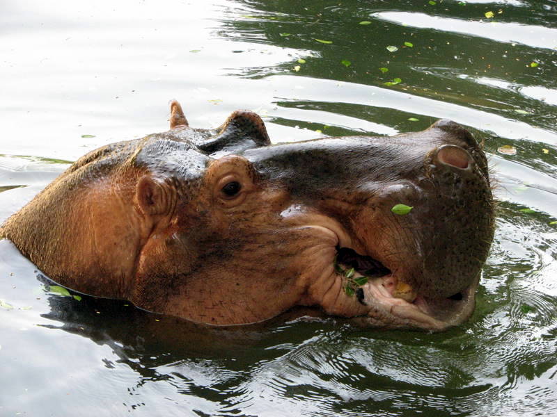 Foto: Divulgação/Fundação RIOZOO